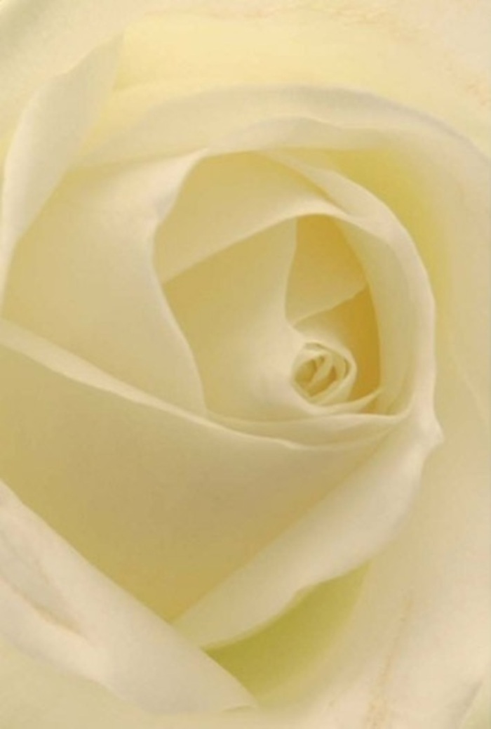 Drawn into this close view of a classic cream-white rose, one can't help but appreciate the exceptional tranquility and sophistication that abound in Harold Wood's well-loved gardens and gentle green spaces. The petals, layered in perfect succession, glow with shades of white and ivory, softly capturing and diffusing ambient light as if each were lit from within. The spiral at the bloom's center implies both purity and resilience-a floral embrace that's equally suited to romantic gestures or thoughtful apologies delivered in Harold Wood. Darker shadows hug deep folds, enhancing the natural texture and quiet drama of the rose, while its barely-there scent recalls a brisk morning along Harold Wood's quiet avenues. As a bouquet centerpiece or a single stem arrangement, this bloom reflects local expertise-its beauty accentuated by the florist's skilled hand and understanding of what moments truly matter to the Harold Wood community.